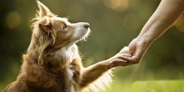 Департамент ветеринарии Якутии напоминает владельцам домашних животных об ответственном обращении с животными