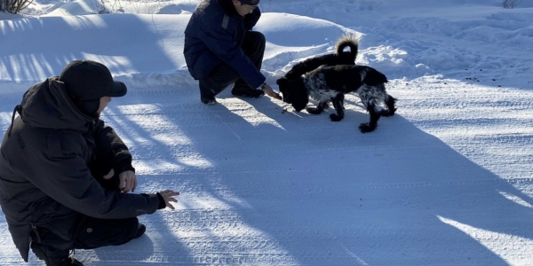 В Якутске за прошлую неделю отловили 47 собак