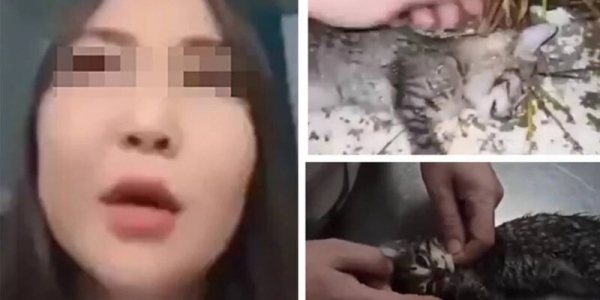 Полицейские нашли женщину, которая выбросила котят с балкона в Якутске